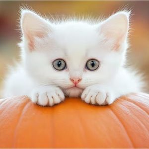 Meet your Posher, Leeanne